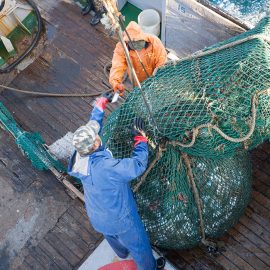 Fishermen lift a trawl with fish aboard