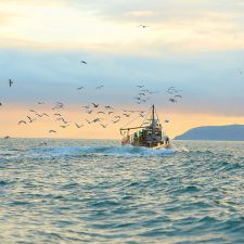 Fishing boat surrounded by black-headed gulls on the ocean