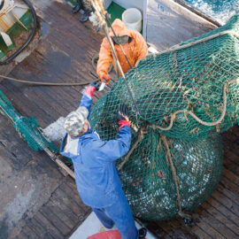 Fishermen lift a trawl with fish aboard