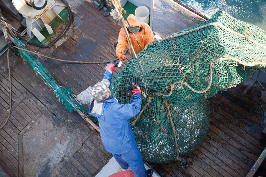 Fishermen lift a trawl with fish aboard
